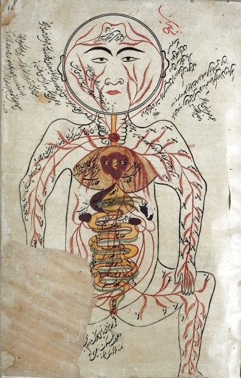 L0008560 Arteries and Viscera (according to Avicenna),
