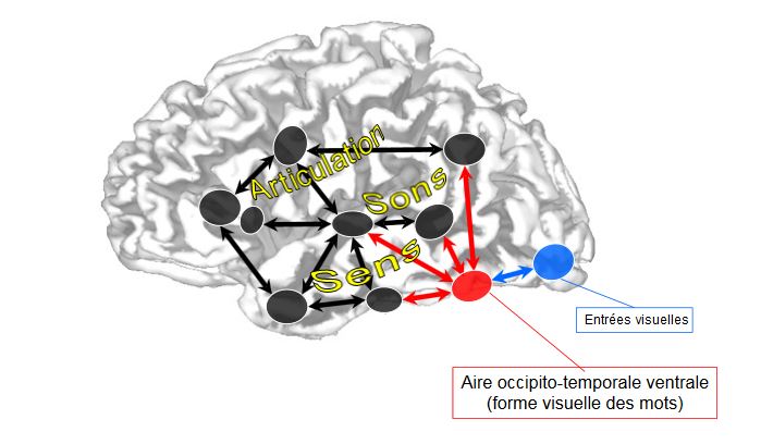 cerveaudehaene.jpg cerveaudehaene.jpg