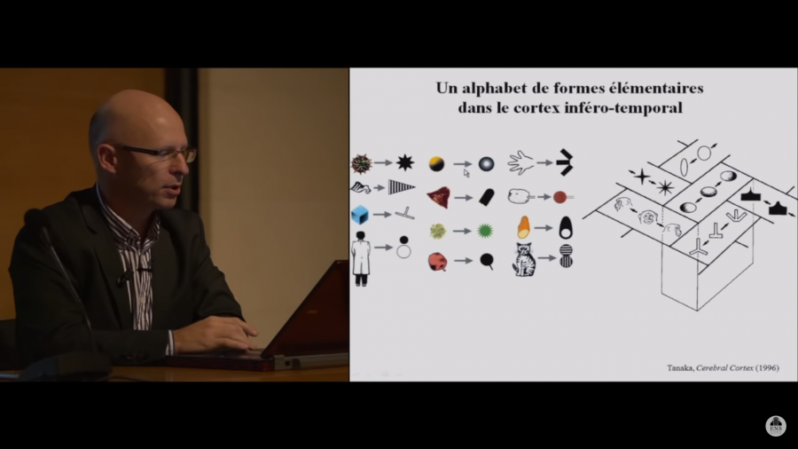 neurones_de_la_lecture_3.png neurones_de_la_lecture_3.png