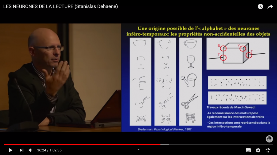 neurones_de_la_lecture.png neurones_de_la_lecture.png
