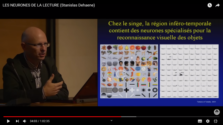 neurones_de_la_lecture_2.png neurones_de_la_lecture_2.png