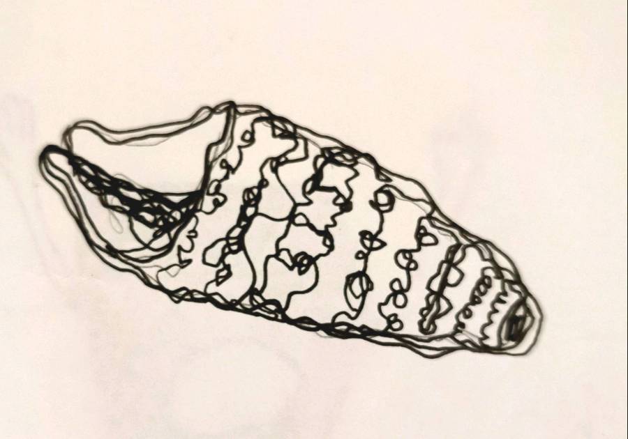 coquillage4.jpg coquillage4.jpg